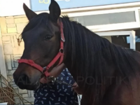 Άλογο εισέβαλε σε επιχείρηση στη Χαλκιδι...