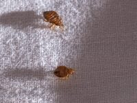 Γαλλία: Αντιμέτωπη με την εξάπλωση κοριώ...