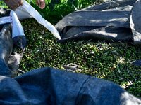 Αχαΐα: «Πετάει» το λάδι, «πετάνε» και τα...