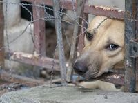 Αγρίνιο: Κακοποιεί τα σκυλιά της και τα ...