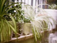 Επτά φυτά εσωτερικού χώρου που αγαπάνε τ...