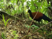 Επιστήμονες κατέγραψαν είδος φασιανού πο...