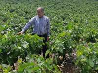 Απ. Κατσιφάρας: Απλήρωτοι οι αμπελοπαραγ...