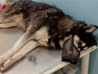 Αράχωβα: Συγκλονίζει η κτηνίατρος του χά...