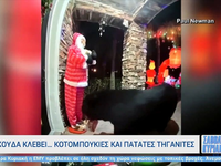 Φλόριντα: Αρκούδα - μερακλής κλέβει κοτο...