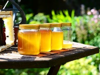 Πάτρα: Σε απόγνωση οι μελισσοκόμοι- Στου...