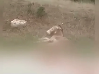 Κακοποίηση γάιδαρου: «Το ζώο είχε δεχθεί...