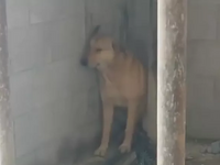 Η συγκλονιστική αντίδραση ενός σκύλου ότ...