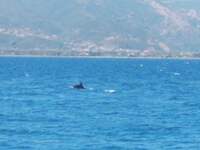 Βγήκαν... δελφίνια στην παραλία της Ροδινής! ΦΩΤΟ