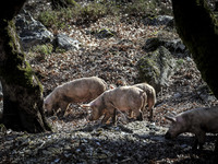 Περιφέρεια: Μέτρα κατά της αφρικανικής πανώλης