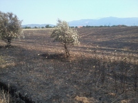 Δυτ. Ελλάδα: Καύση κλαδιών τέλος από την...