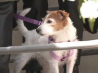 Τέμπη: Στην κηδεία του Βάιου Βλάχου και ...