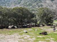 Λέσβος - Αφθώδης πυρετός: Η απόφαση της ...