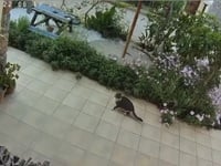 Κρήτη: Γάτα νιώθει τον σεισμό δευτερόλεπ...