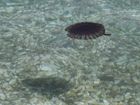 Κι όμως η μωβ μέδουσα εμφανίστηκε στην Π...