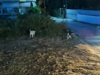 Πάτρα: Σε απόγνωση κάτοικοι στην Παραλία...