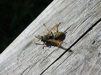 Πότε ένα τσίμπημα μπορεί να οδηγήσει στο...