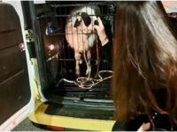 Κερατσίνι: Συνελήφθη 40χρονος που είχε δ...