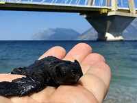 Πάτρα: Ένα χελωνάκι caretta caretta στο Ρίο