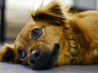 Πού πάνε τα κατοικίδια μας όταν πεθαίνου...