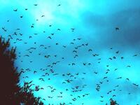 Εντυπωσιακό θέαμα από εκατοντάδες ψαρόνι...