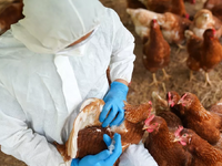 Γρίπη των πτηνών: Πόσο εύκολα μεταδίδετα...