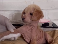 Η μεταμόρφωση της σκυλίτσας Αΐλα που βρέ...