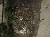 Πάτρα: Φραγμένα φρεάτια και συσσώρευση υ...