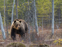 Aρκούδα βγήκε... σεργιάνι στην Κοζάνη