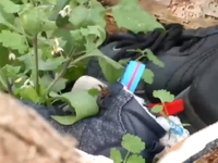 Κιβωτός του Κόσμου: Στην Πωγωνιανή πετού...