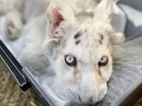 Άσχημα νέα για το τιγράκι στο Αττικό Πάρ...