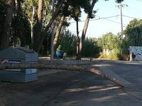 Πάτρα: Έπεσε κορμός δένδρου στην Πλαζ αλ...