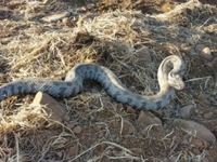 Φίδι δάγκωσε κοριτσάκι σε χωριό του Βόλου