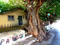 Πάτρα: Η μουριά-έμβλημα της Άνω Πόλης ζε...