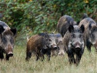 Τρίκαλα: 46χρονος ποδοπατήθηκε από αγέλη...