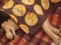 Αράχωβα: «Το χάσκι κακοποιήθηκε και υπάρ...