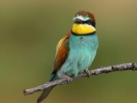 Ένα στα οκτώ πουλιά στον πλανήτη κινδυνε...