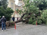 Πάτρα- απίστευτο: Ξεριζώθηκαν κι έσπασαν...