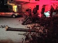 Πάτρα: Δένδρο έπεσε πάνω σε αυτοκίνητο -...