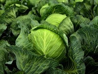 Πώς καταψύχουμε το λάχανο για να κρατήσε...