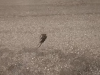 Πάτρα: Ο μικρός... Ρατατούη που τράβηξε ...