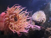 Ναύπλιο: Θαλάσσιες ανεμώνες «επιτέθηκαν»...