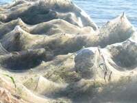 Πώς εξηγείται το φαινόμενο με τους ιστού...