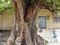 Ίσως το παλαιότερο δένδρο της Πάτρας - Η...