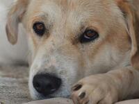 Παρίσι: Σκύλος κόλλησε ευλογιά των πιθήκ...