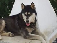 Αράχωβα: Δεν «βλέπει» ανθρώπινο χέρι ο π...