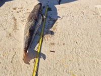 Κρήτη: Λαγοκέφαλοι ενός μέτρου έχουν φέρ...