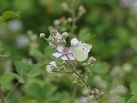 Τα Γιάννενα έχουν τον ίδιο αριθμό ειδών ...