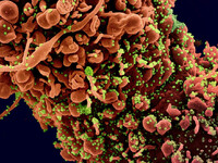  ΠΟΥ: Παραμένει «μέτριος» ο κίνδυνος της...