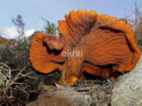 Τεράστιο δηλητηριώδες μανιτάρι εντοπίστη...